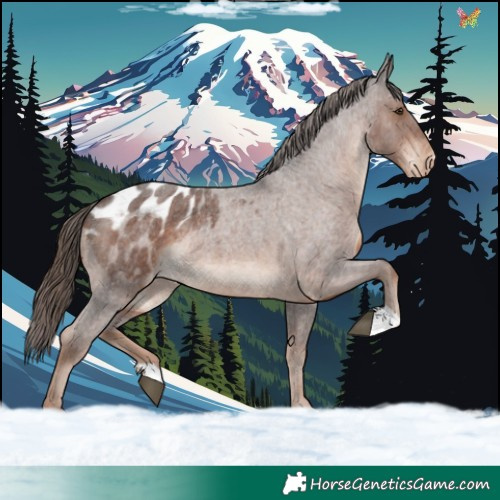 Horse Color:Liver Red Roan Appaloosa Rabicano 