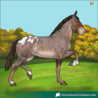 Horse Color:Liver Red Roan Appaloosa Rabicano 