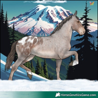 Horse Color:Liver Red Roan Appaloosa Rabicano