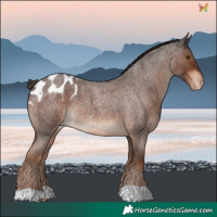 Horse Color:Liver Red Roan Blanket Rabicano 