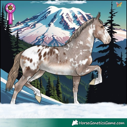 Horse Color:White Spotted Liver Chestnut Blanket Rabicano 