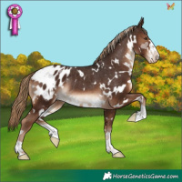 Horse Color:White Spotted Liver Chestnut Appaloosa Rabicano