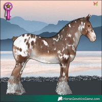 Horse Color:White Spotted Liver Chestnut Blanket Rabicano 