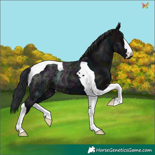 Horse Color:Midnight Black Ice Tobiano 