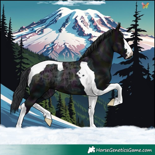 Horse Color:Midnight Black Ice Tobiano 