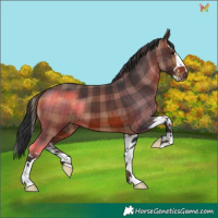 Horse Color:Plaid Brown Splash
