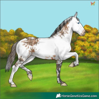 Horse Color:Plaid  White Spotted Bay Splash 