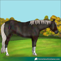Horse Color:Midnight Silver Blue Onyx