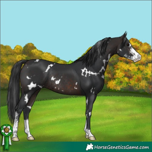 Horse Color:White Spotted Brown Sabino Rabicano