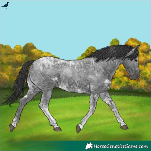Horse Color:White Spotted Black Ice Tobiano Rabicano 