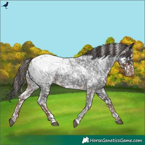 Horse Color:White Spotted Liver Red Roan Appaloosa 