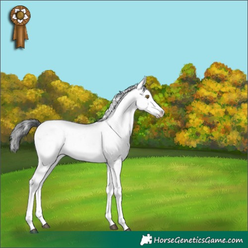 Horse Color:Brown Sabino 