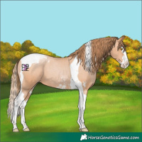 Horse Color:Bay Pearl Sabino Splash Tobiano Varnish