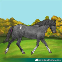 Horse Color:Black Mushroom Sabino Tobiano Varnish 
