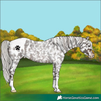 Horse Color:Silver Brown Roan Blanket