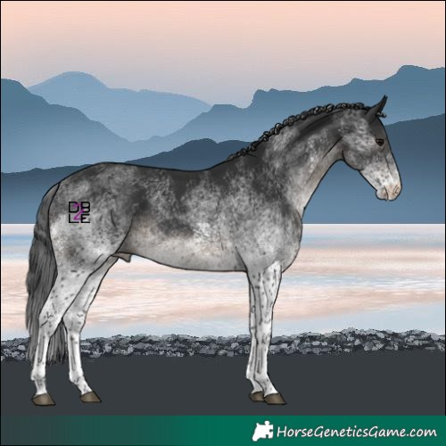 Horse Color:White Spotted Black Tobiano Rabicano 