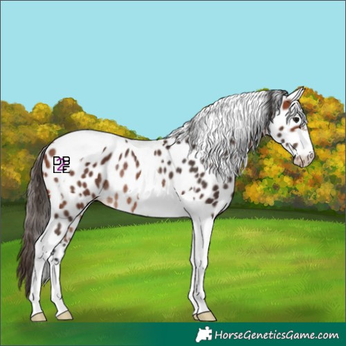 Horse Color:Bay Tobiano Appaloosa Rabicano 