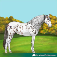 Horse Color:Bay Tobiano Leopard Rabicano 