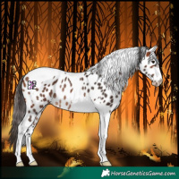 Horse Color:Bay Tobiano Leopard Rabicano 