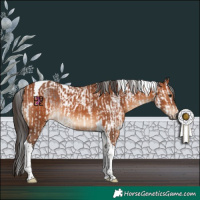 Horse Color:White Spotted Brown Splash Tobiano Rabicano  and Bay Tobiano Rabicano 