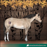 Horse Color:White Spotted Bay Dun Rabicano 