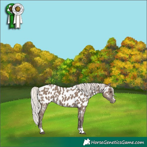 Horse Color:Silver Grullo Near Leopard 