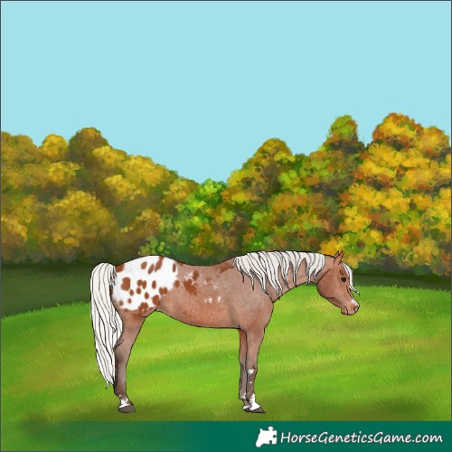 Horse Color:Silver Bay Appaloosa 