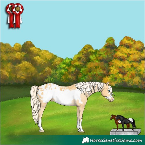 Horse Color:Palomino Frame Appaloosa 