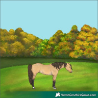 Horse Color:Buckskin Dun