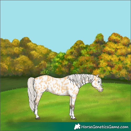 Horse Color:Silver Buckskin Near Leopard 