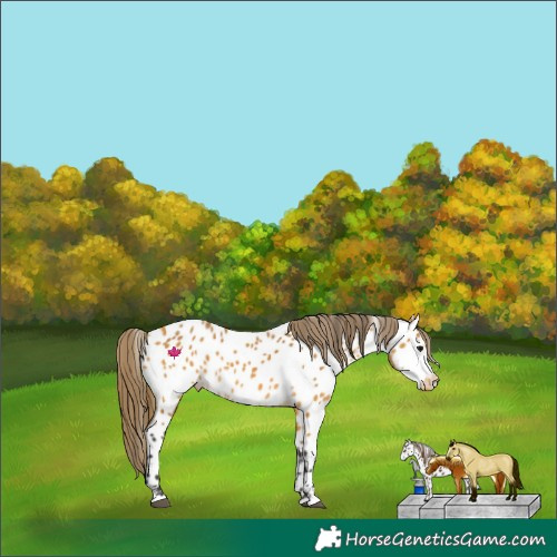 Horse Color:Buckskin Near Leopard 