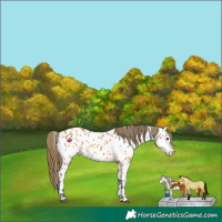 Horse Color:Buckskin Near Leopard 
