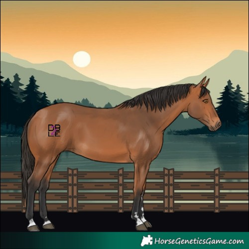 Horse Color:Bay 