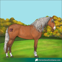 Horse Color:Silver Bay 