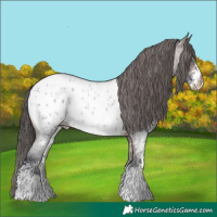 Horse Color:Brown Roan Sabino Appaloosa 