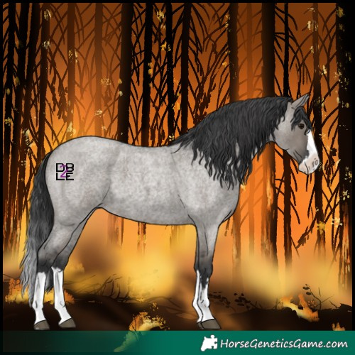 Horse Color:Grullo Roan Splash