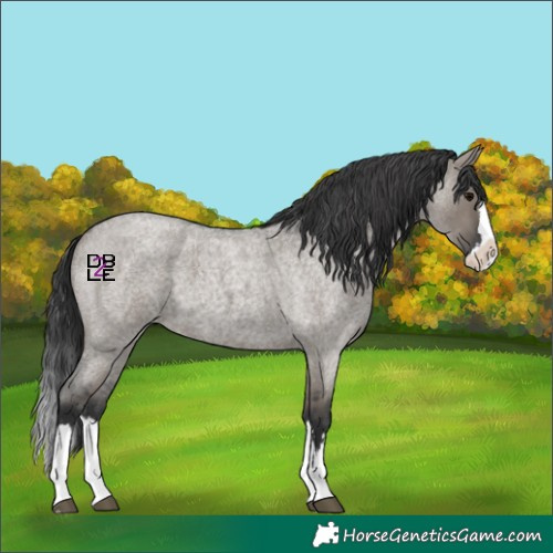 Horse Color:Grullo Roan Splash 