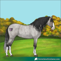 Horse Color:Grullo Roan Splash 