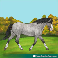 Horse Color:Grullo Roan Splash 