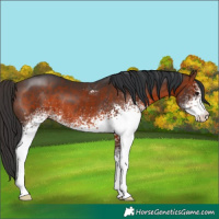 Horse Color:White Spotted Brown 