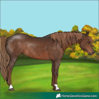 Horse Color:Liver Chestnut Rabicano