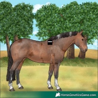 Horse Color:Bay Ice Tobiano