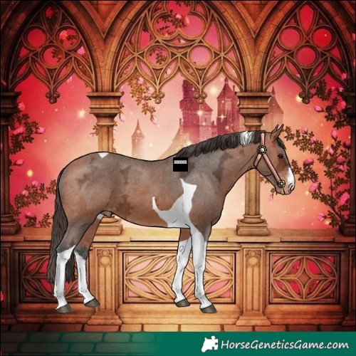 Horse Color:White Spotted Bay Ice Tobiano Appaloosa