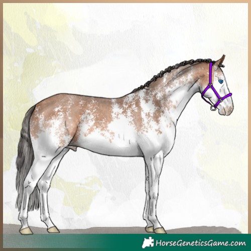 Horse Color:Bay Sabino Splash 