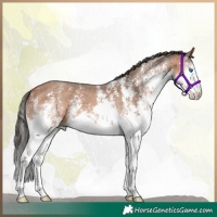 Horse Color:Bay Sabino Splash 