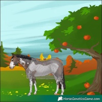 Horse Color:Brown Sabino Frame Rabicano