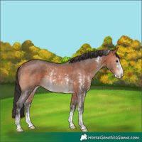 Horse Color:Bay Sabino Rabicano 
