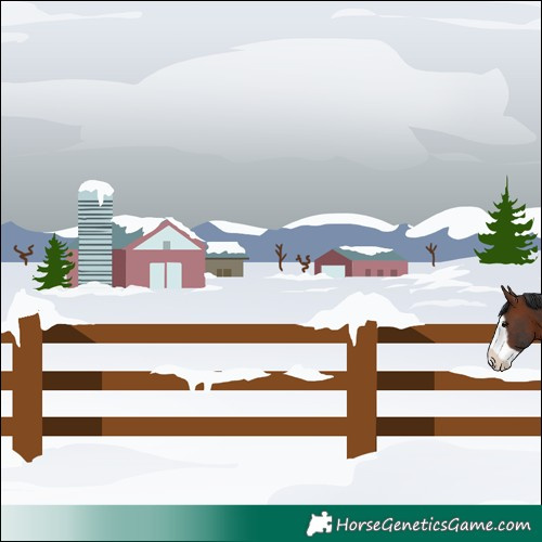 Horse Color:Bay Frame Rabicano 