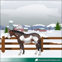 Horse Color:Bay Frame Rabicano 