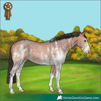 Horse Color:Bay Sabino Rabicano